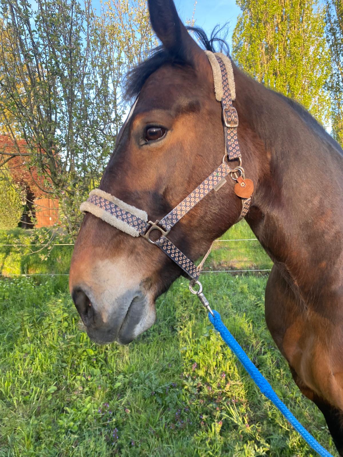 Polly Bild